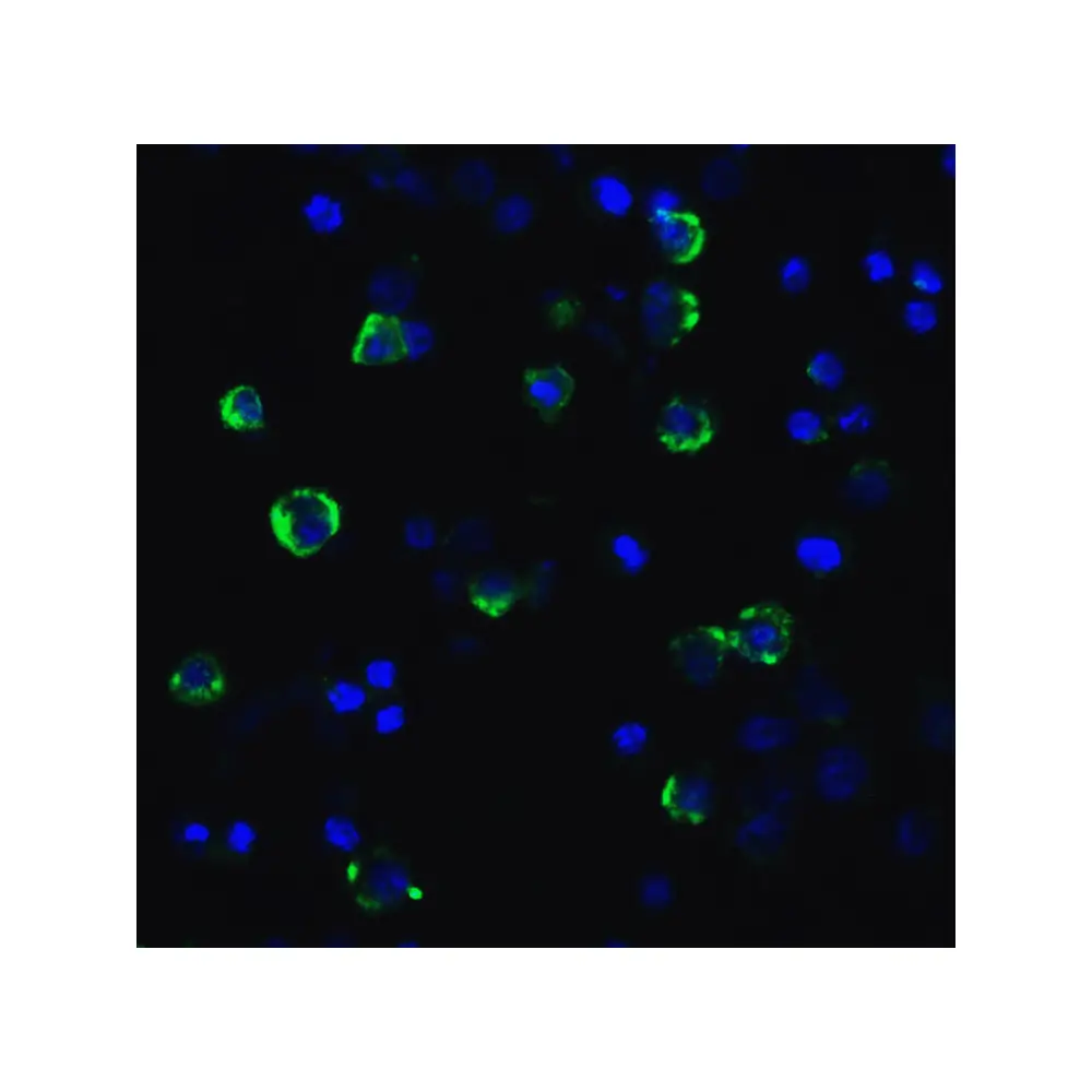 ProSci SD8841 LAG-3 Single Domain Antibody [2B11], ProSci, 0.1 mg/Unit Quaternary Image