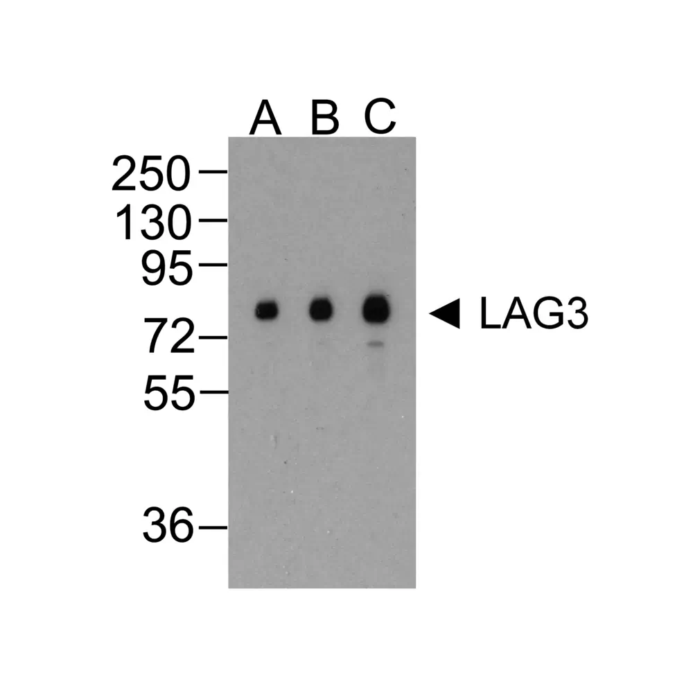 ProSci RF16082_S LAG3 Antibody [2G8], ProSci, 0.02 mg/Unit Primary Image