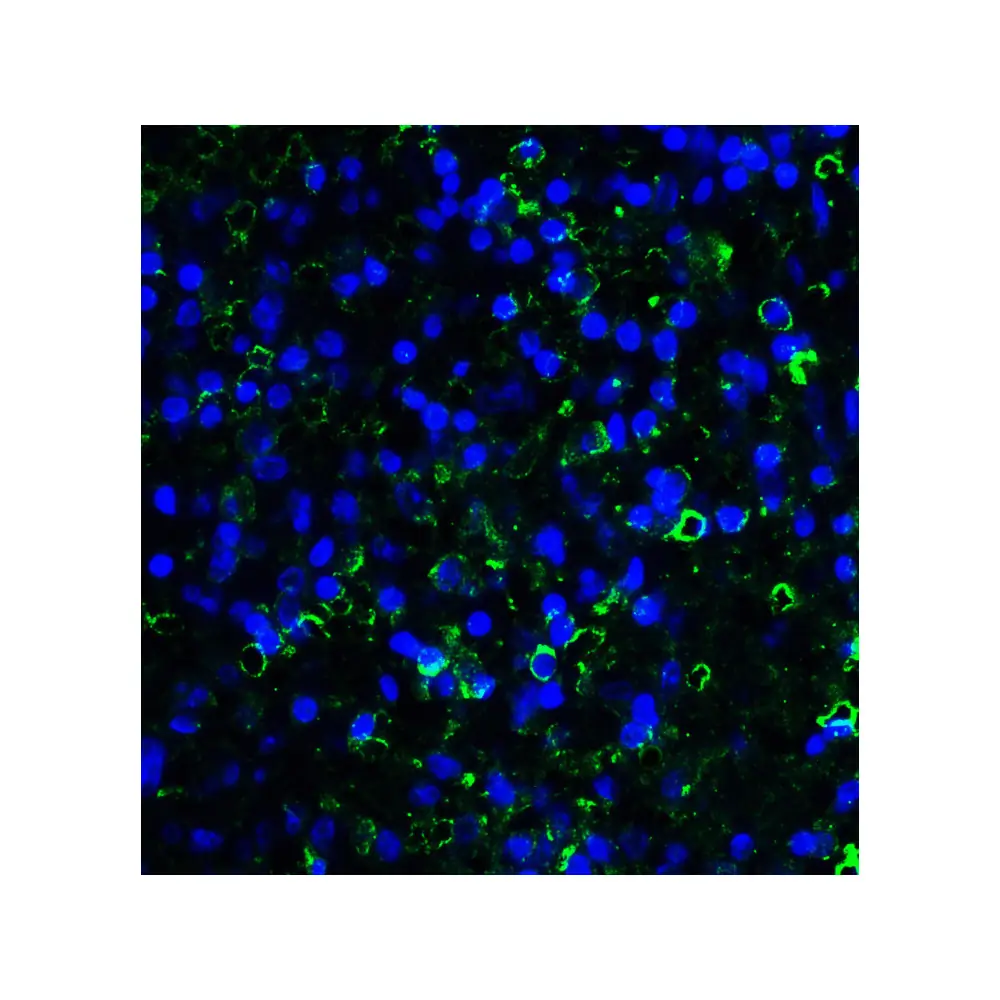 ProSci RF16088 LAG3 Antibody [5F11], ProSci, 0.1 mg/Unit Quaternary Image