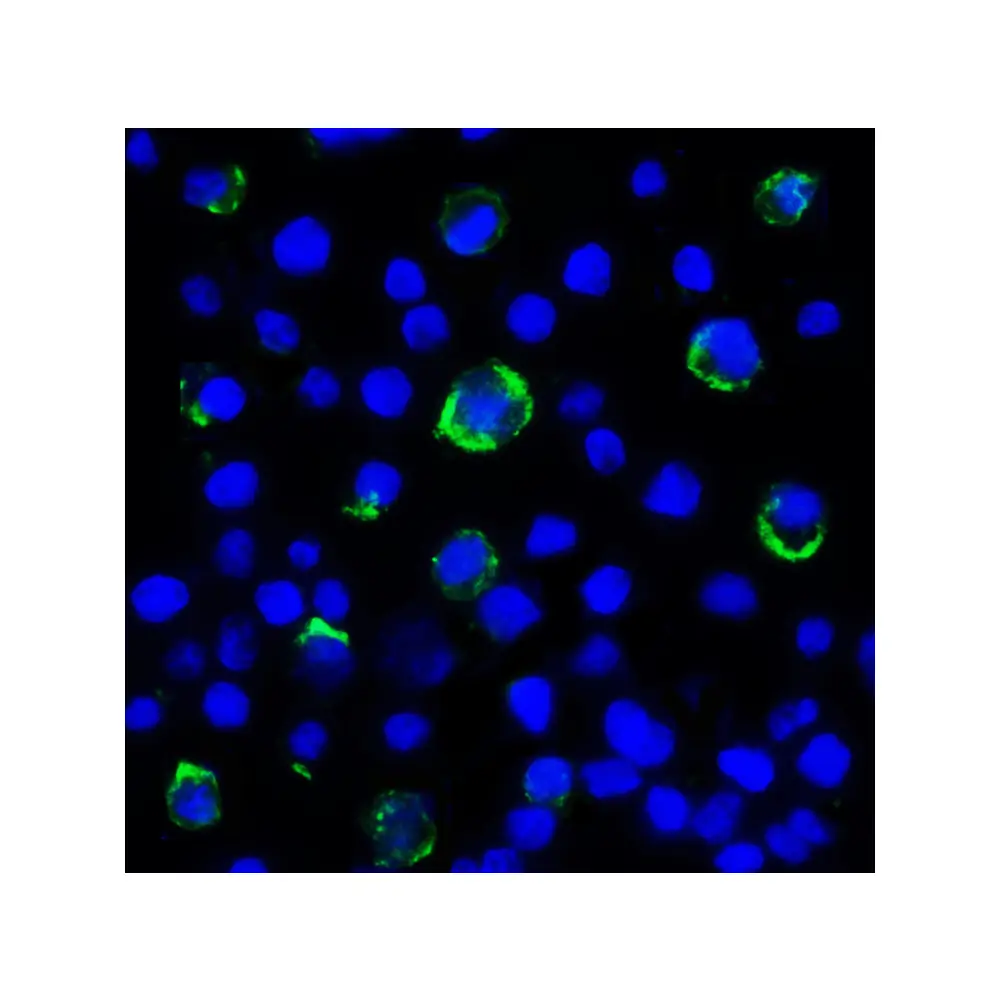 ProSci RF16088 LAG3 Antibody [5F11], ProSci, 0.1 mg/Unit Tertiary Image
