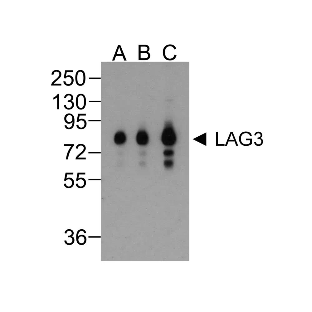 ProSci RF16088 LAG3 Antibody [5F11], ProSci, 0.1 mg/Unit Primary Image