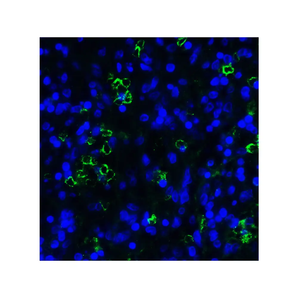 ProSci RF16087_S LAG3 Antibody [6D1], ProSci, 0.02 mg/Unit Tertiary Image