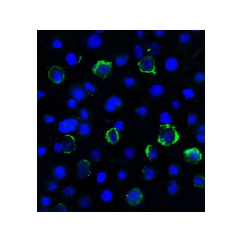 ProSci RF16087_S LAG3 Antibody [6D1], ProSci, 0.02 mg/Unit Secondary Image
