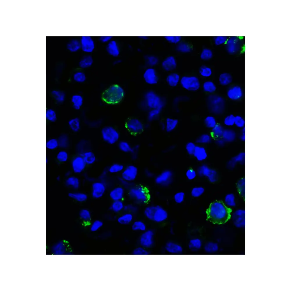 ProSci RF16083_S LAG3 Antibody [7A7], ProSci, 0.02 mg/Unit Secondary Image