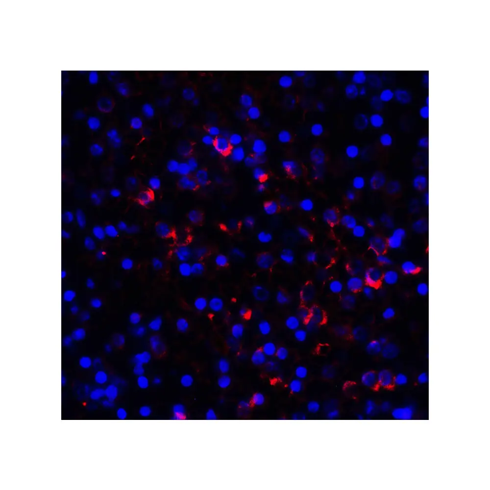 ProSci RF16084_S LAG3 Antibody [9F9], ProSci, 0.02 mg/Unit Tertiary Image