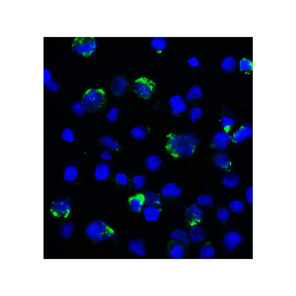 ProSci RF16084_S LAG3 Antibody [9F9], ProSci, 0.02 mg/Unit Secondary Image
