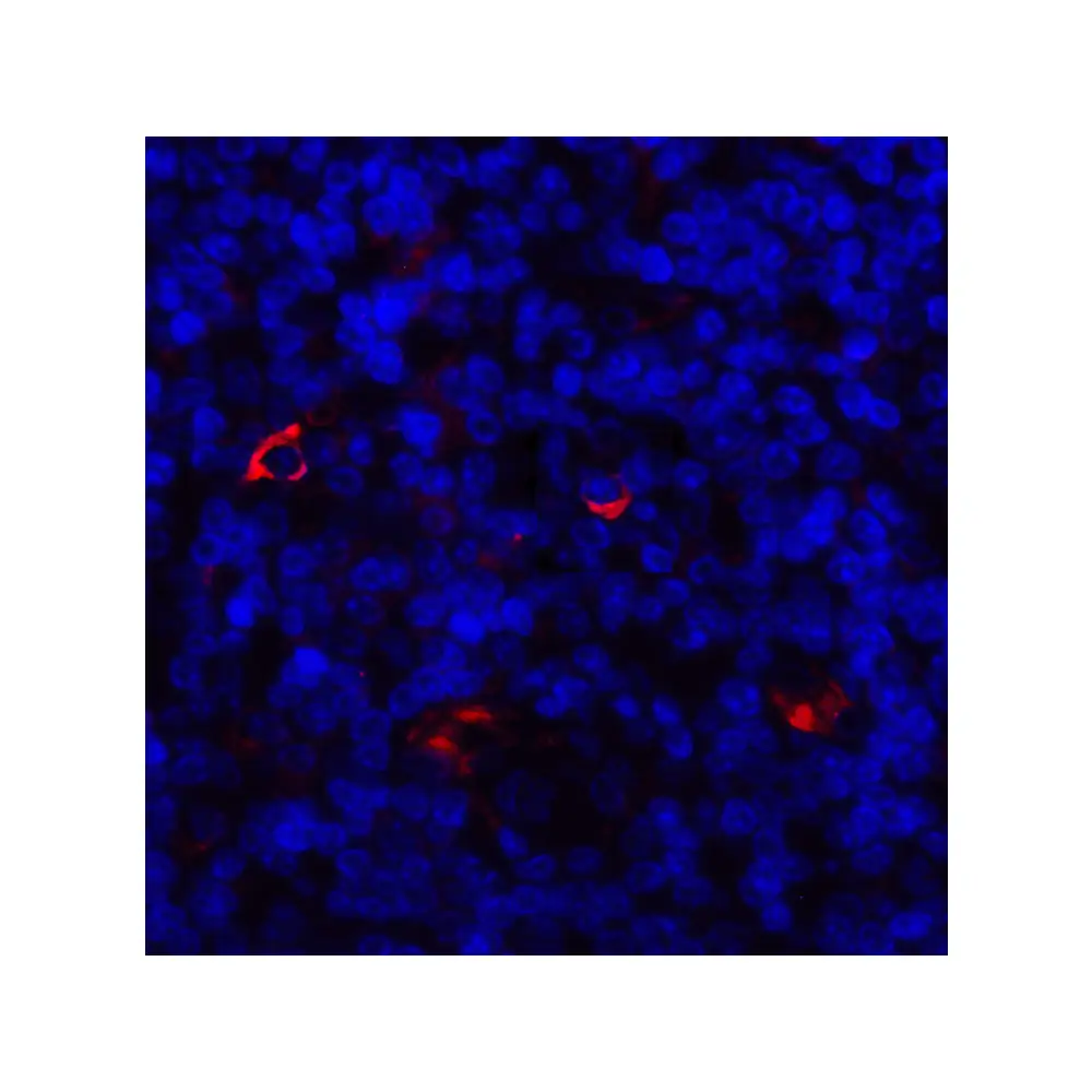 ProSci 8655_S LAG3 Antibody, ProSci, 0.02 mg/Unit Tertiary Image