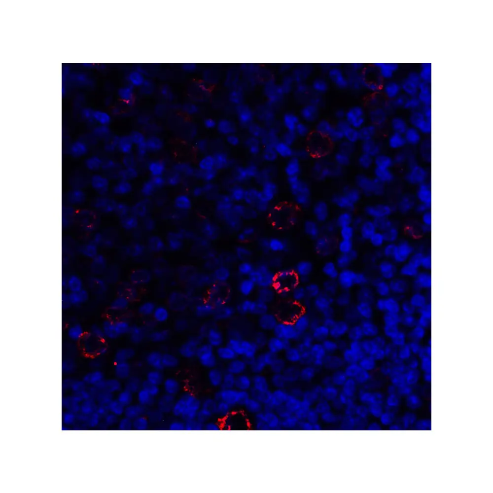 ProSci 8657_S LAG3 Antibody, ProSci, 0.02 mg/Unit Tertiary Image