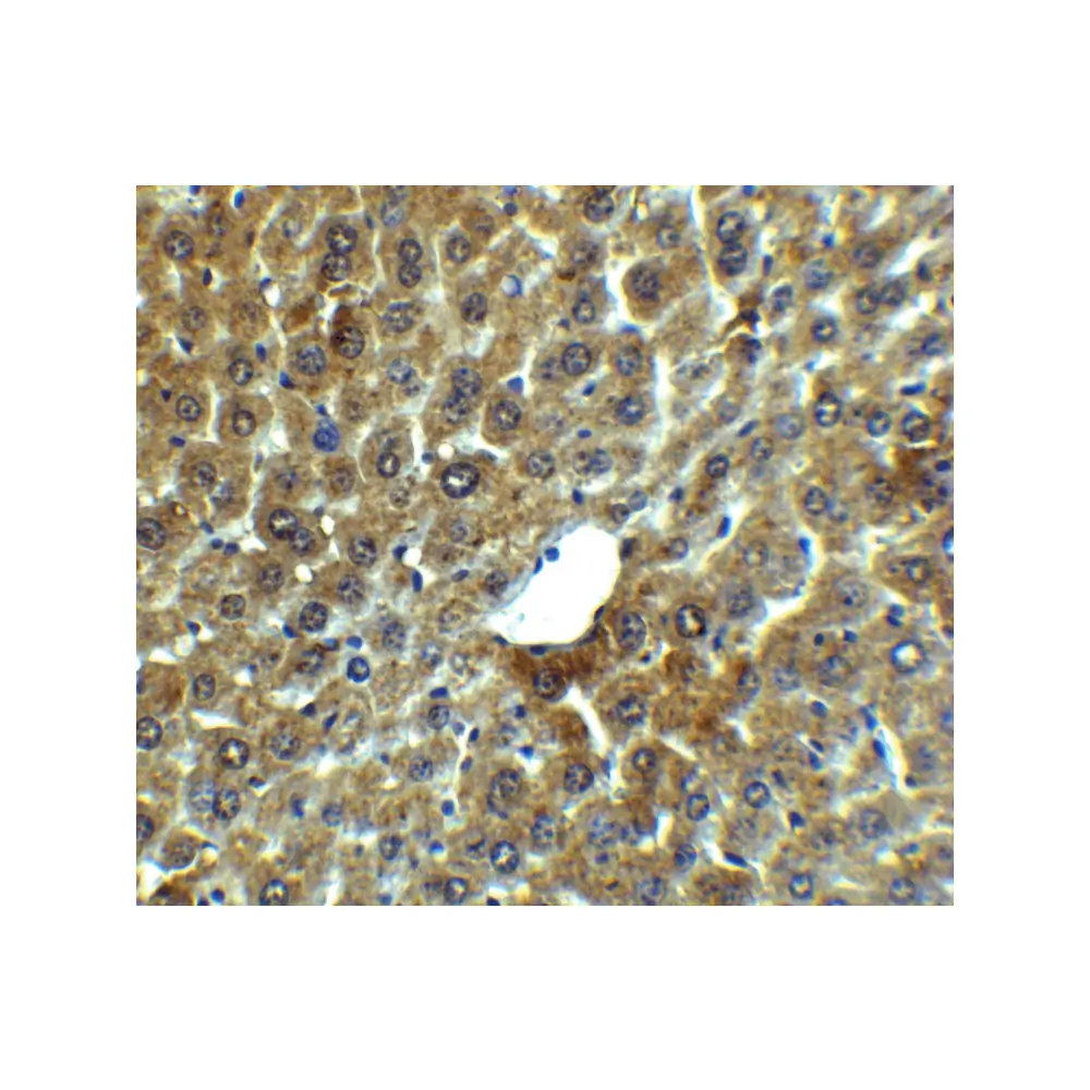 ProSci 3627_S LAMP-2 Antibody, ProSci, 0.02 mg/Unit Tertiary Image