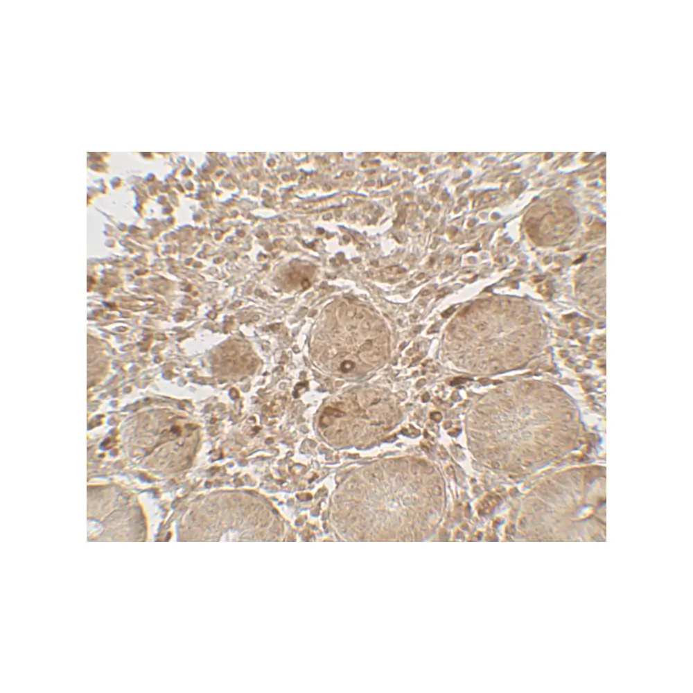 ProSci 7709 LAMTOR1 Antibody, ProSci, 0.1 mg/Unit Secondary Image