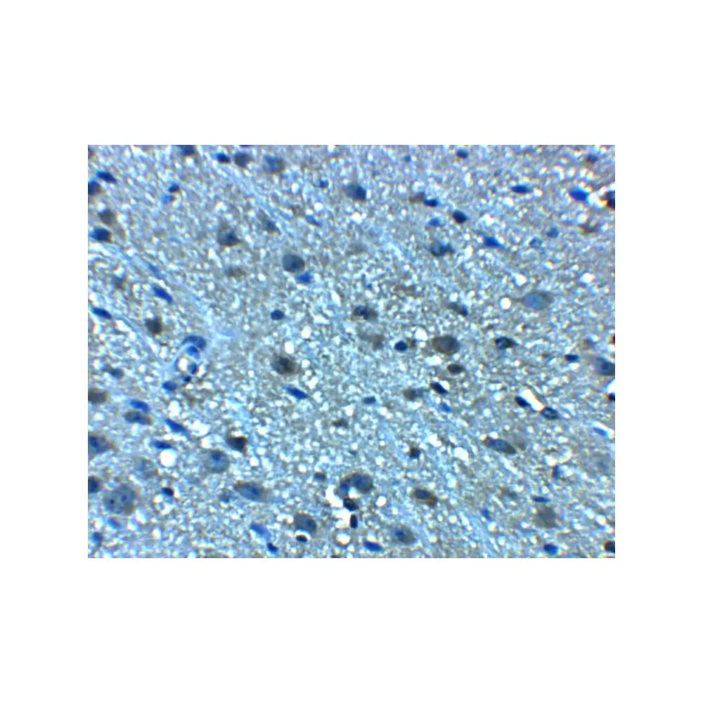 ProSci 8369 LANCL2 Antibody, ProSci, 0.1 mg/Unit Secondary Image