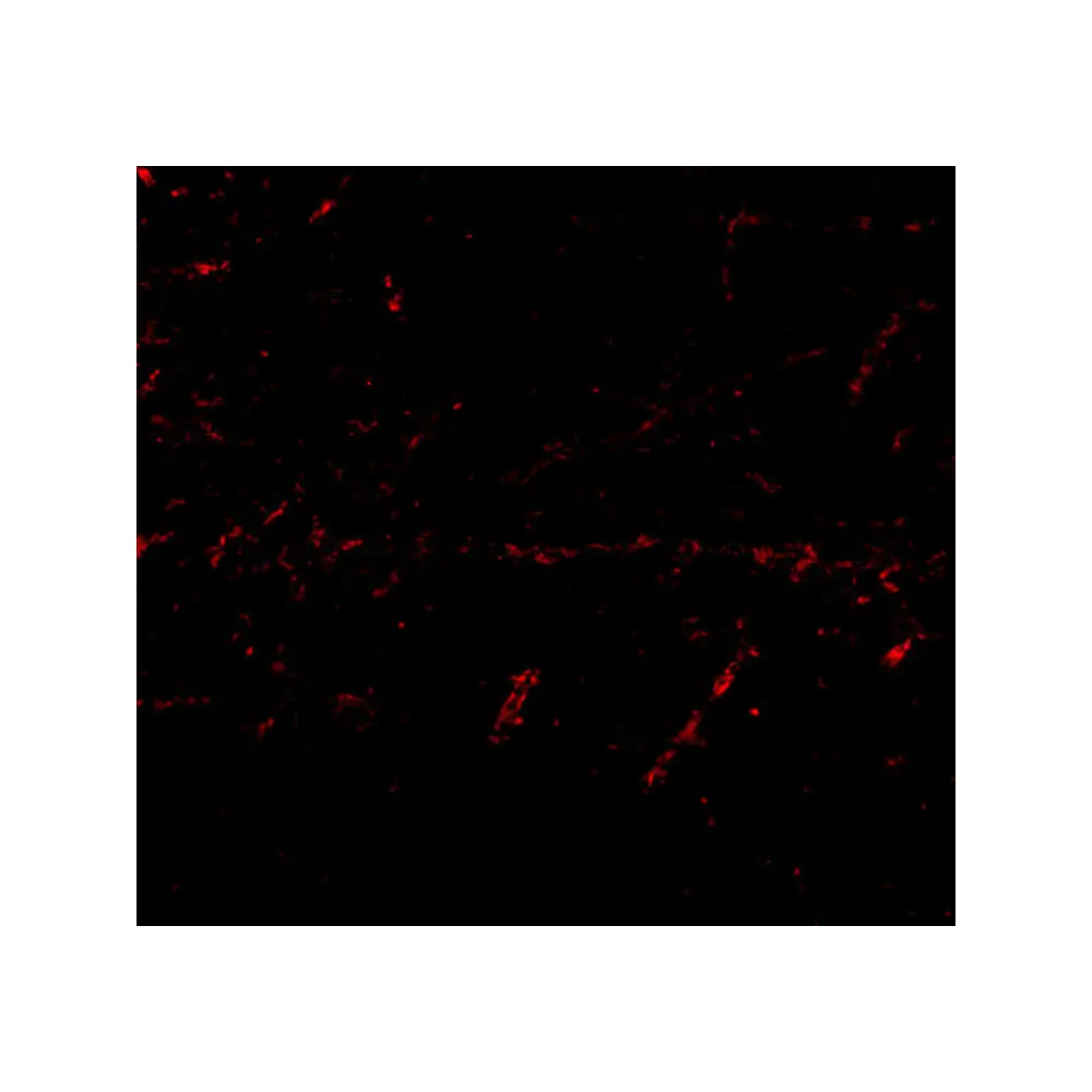 ProSci 4489_S LGI1 Antibody, ProSci, 0.02 mg/Unit Tertiary Image