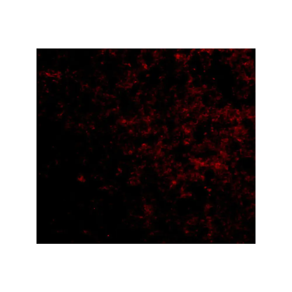 ProSci 4533_S LGI2 Antibody, ProSci, 0.02 mg/Unit Tertiary Image