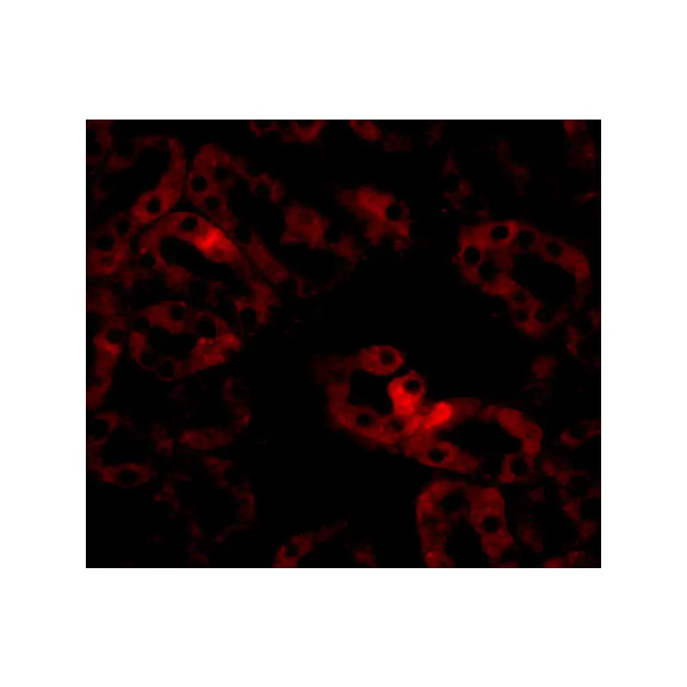 ProSci 5261_S LIAR Antibody, ProSci, 0.02 mg/Unit Tertiary Image