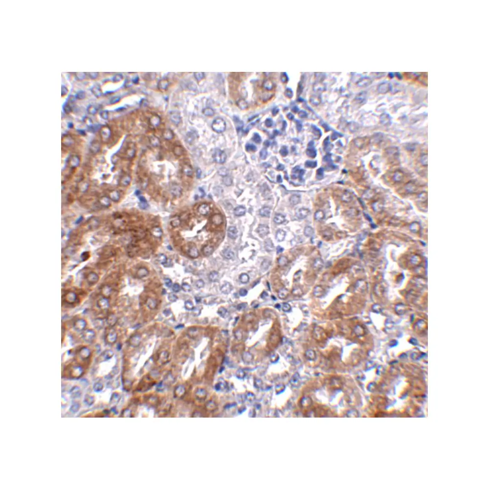 ProSci 5261_S LIAR Antibody, ProSci, 0.02 mg/Unit Secondary Image