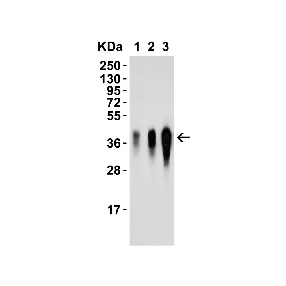 ProSci 6245_S LIF Antibody, ProSci, 0.02 mg/Unit Tertiary Image