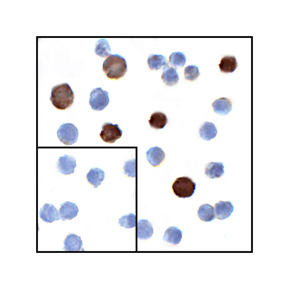 ProSci RF16062_S LIGHT Antibody [7B9H9], ProSci, 0.02 mg/Unit Secondary Image