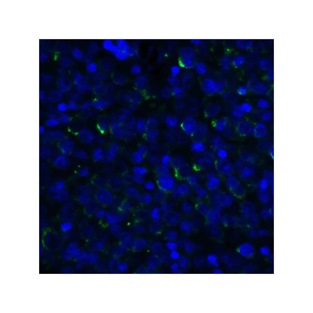 ProSci RF16062 LIGHT Antibody [7B9H9], ProSci, 0.1 mg/Unit Quaternary Image