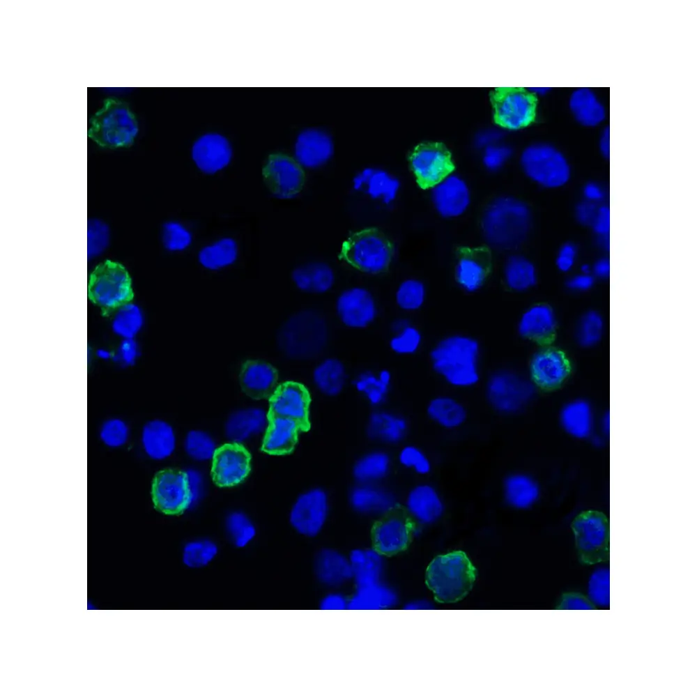 ProSci RF16062 LIGHT Antibody [7B9H9], ProSci, 0.1 mg/Unit Tertiary Image