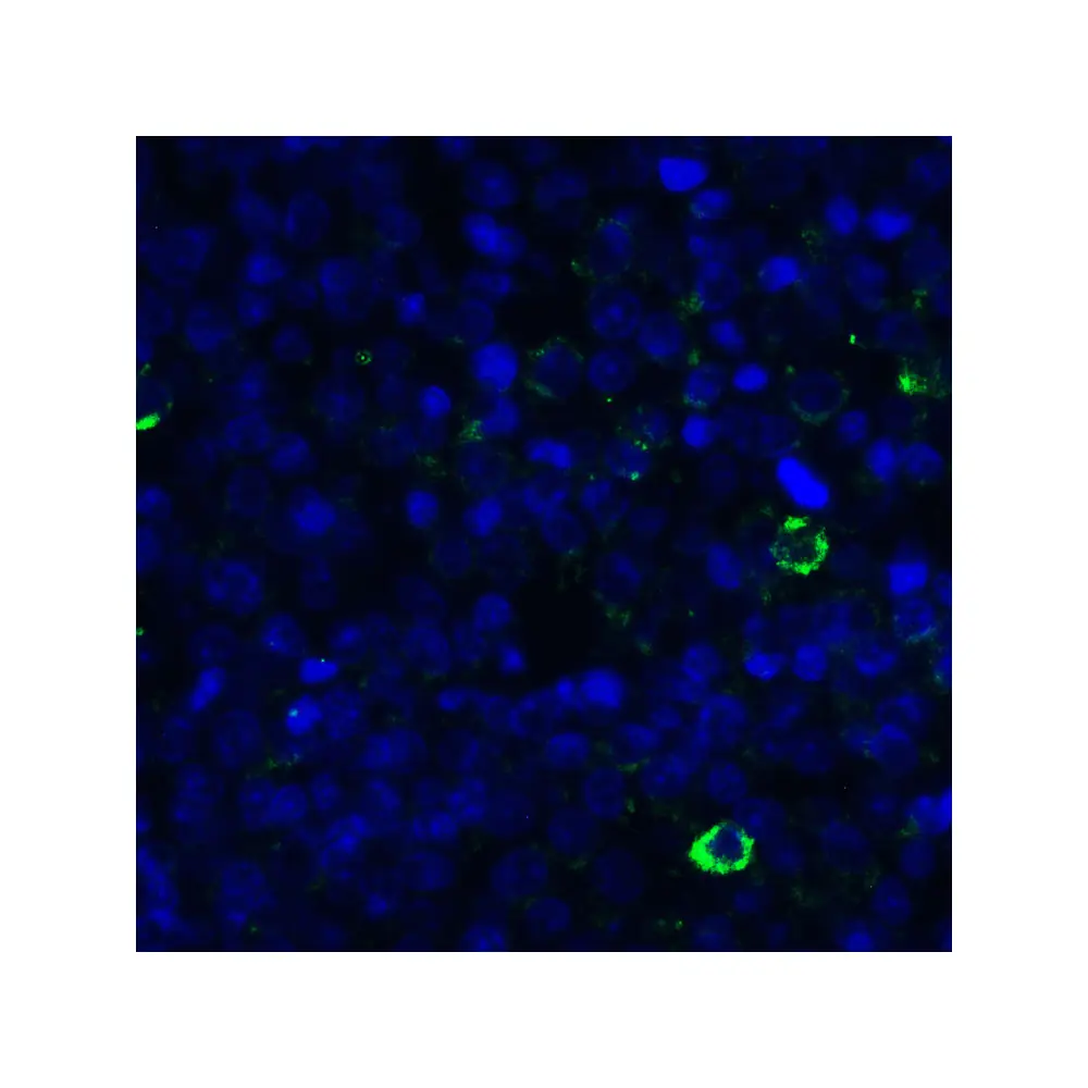 ProSci RF16064 LIGHT Antibody [8D4], ProSci, 0.1 mg/Unit Quaternary Image