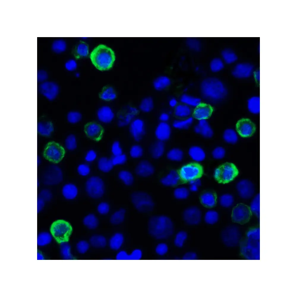 ProSci RF16064_S LIGHT Antibody [8D4], ProSci, 0.02 mg/Unit Tertiary Image