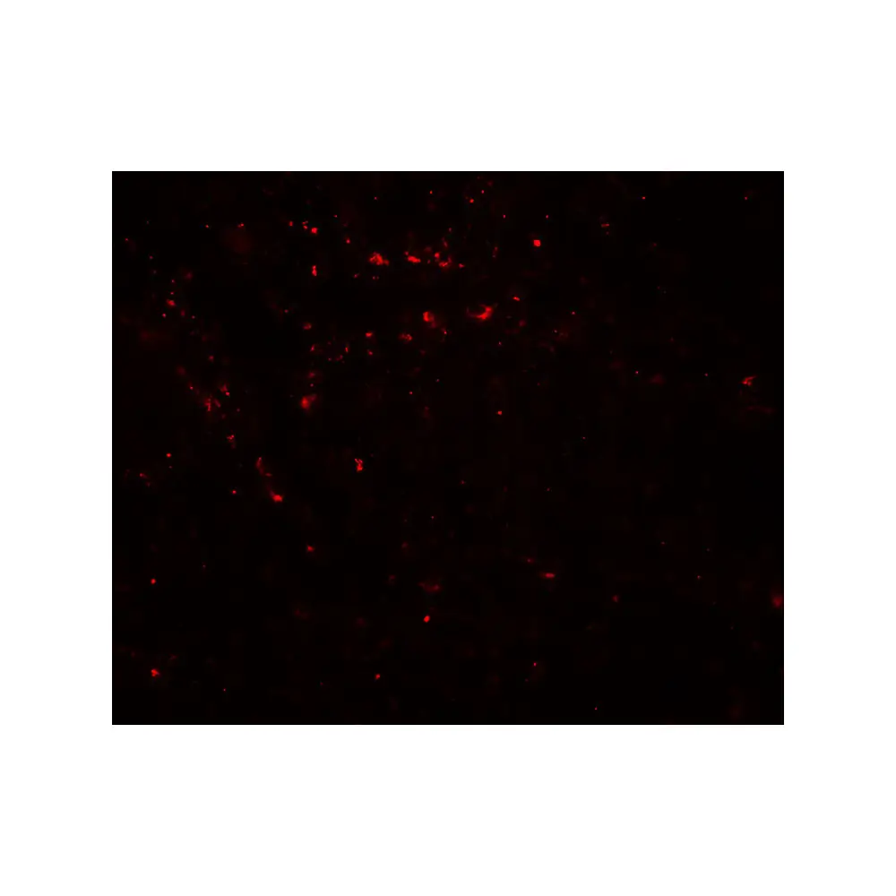 ProSci 8053 LIMA1 Antibody, ProSci, 0.1 mg/Unit Tertiary Image