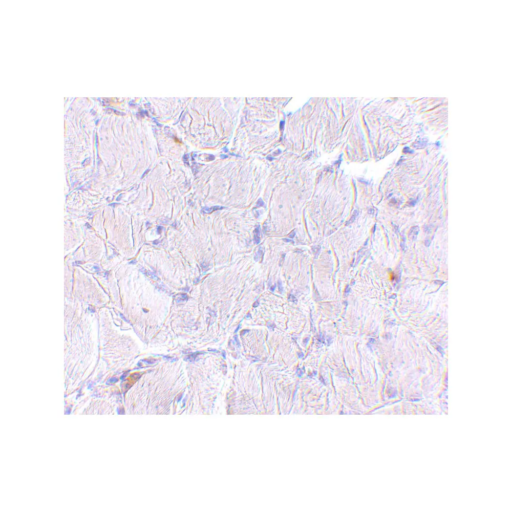 ProSci 4655 LIMP2 Antibody, ProSci, 0.1 mg/Unit Secondary Image