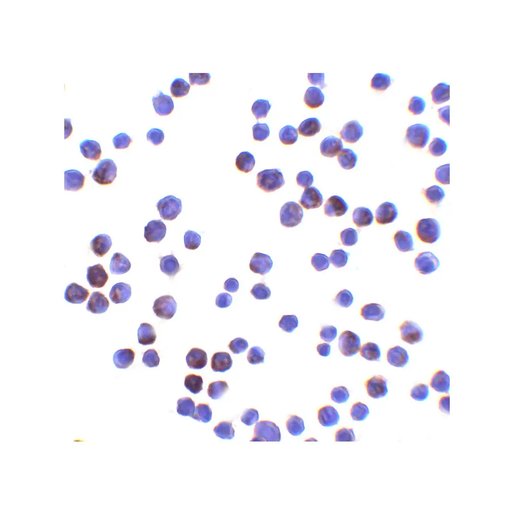 ProSci 7933 LIN54 Antibody, ProSci, 0.1 mg/Unit Quaternary Image