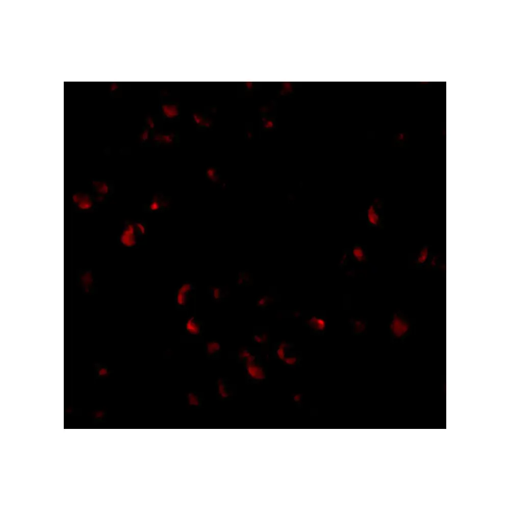 ProSci 4287_S LIS1 Antibody, ProSci, 0.02 mg/Unit Tertiary Image