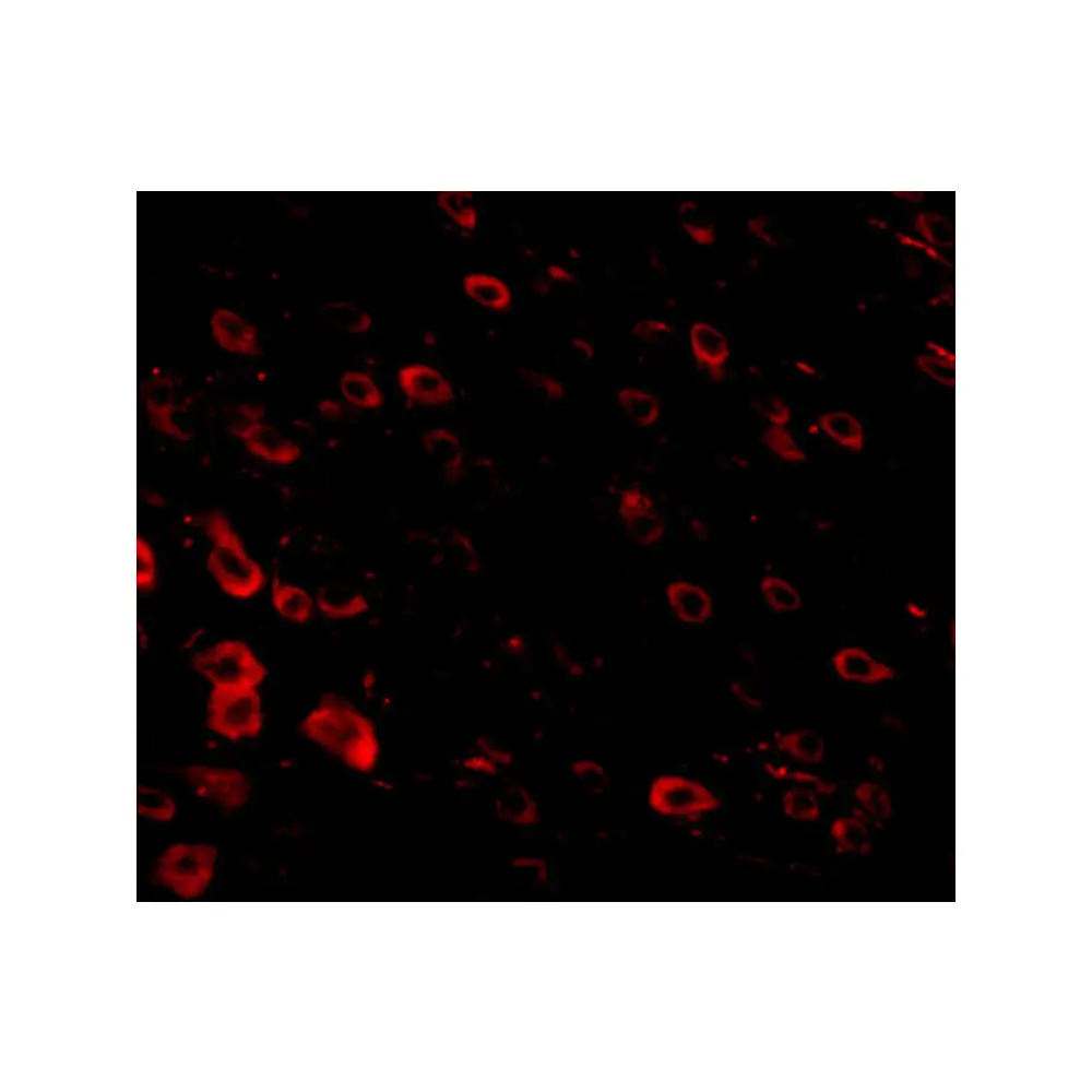 ProSci 5069_S LRFN3 Antibody, ProSci, 0.02 mg/Unit Tertiary Image