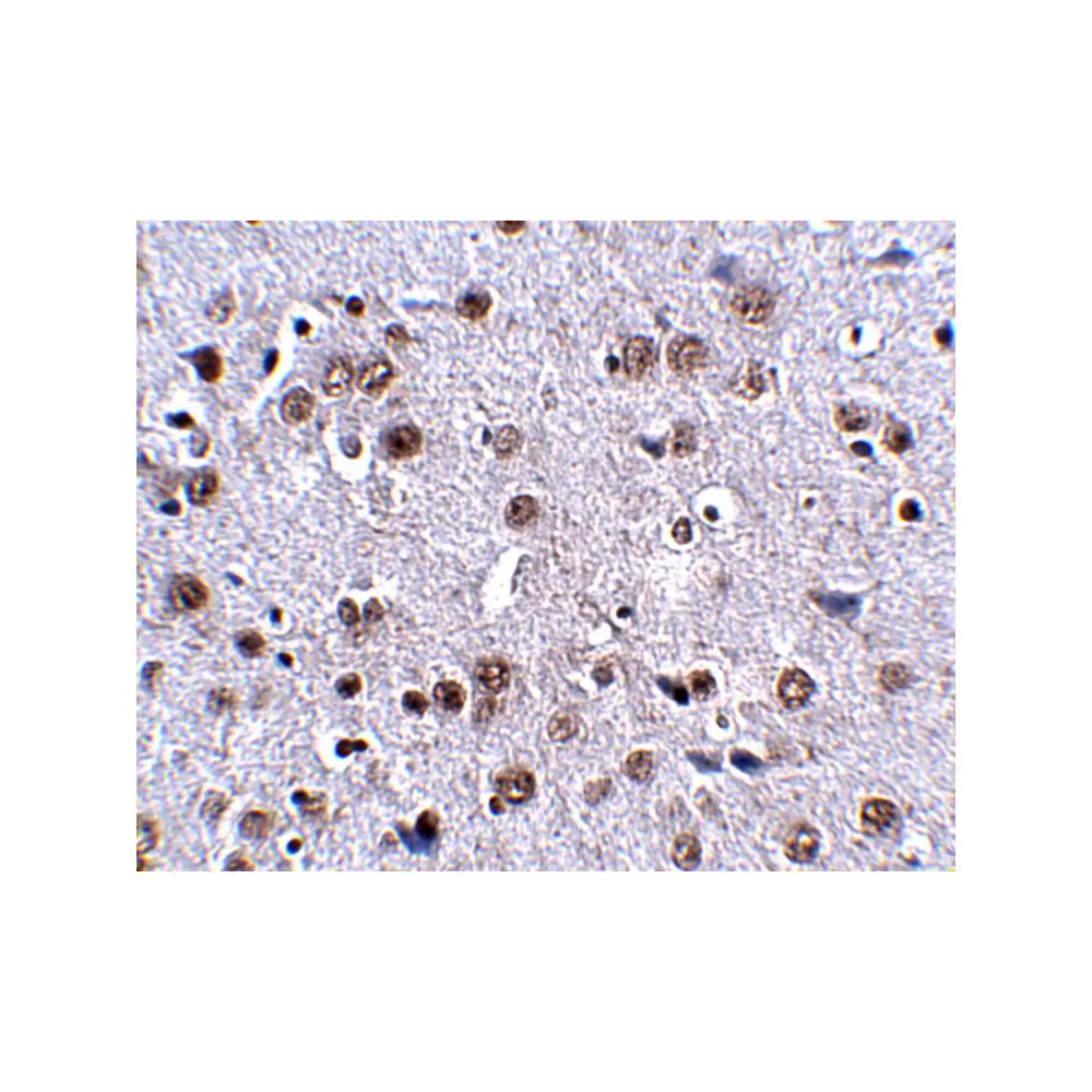 ProSci 5077_S LRFN4 Antibody, ProSci, 0.02 mg/Unit Secondary Image