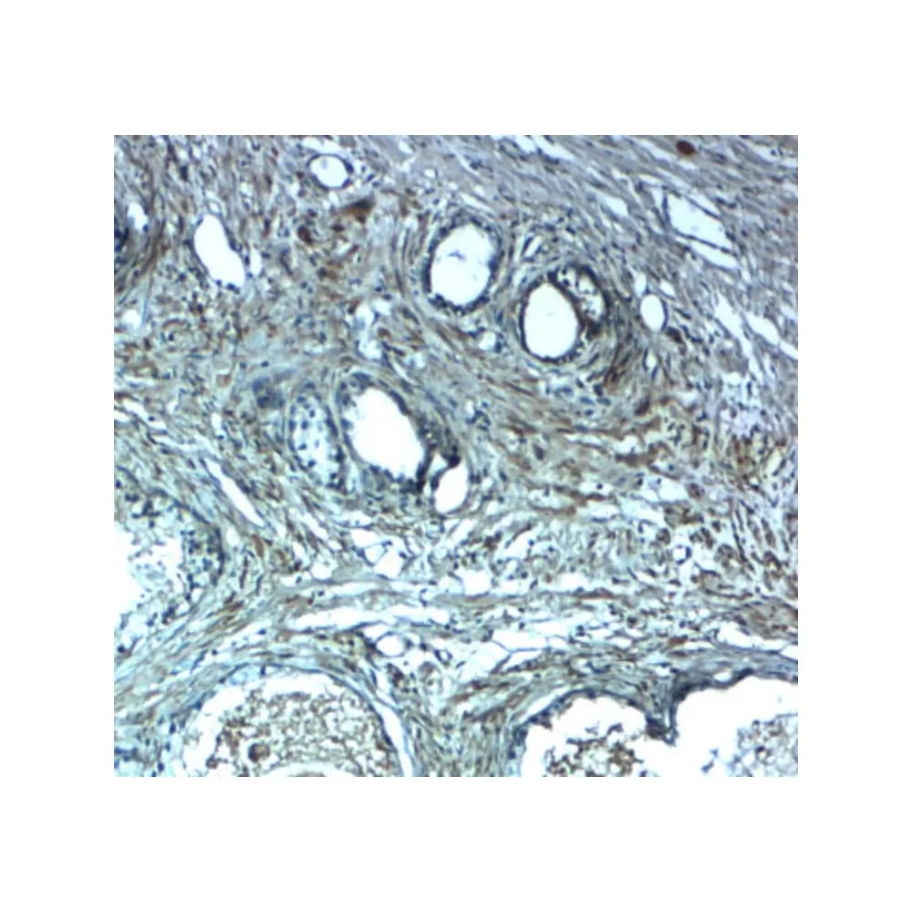 ProSci 7539 LRRC26 Antibody, ProSci, 0.1 mg/Unit Secondary Image