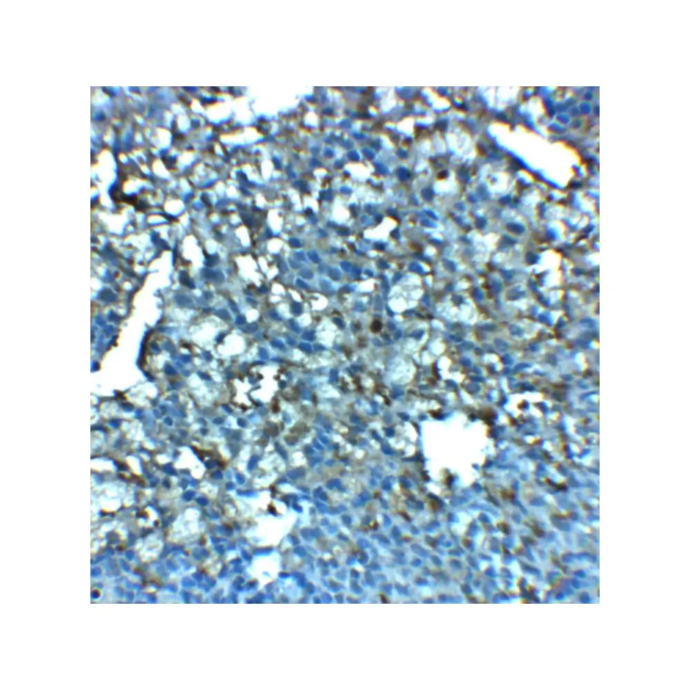 ProSci 8235_S LRRC8A Antibody, ProSci, 0.02 mg/Unit Secondary Image