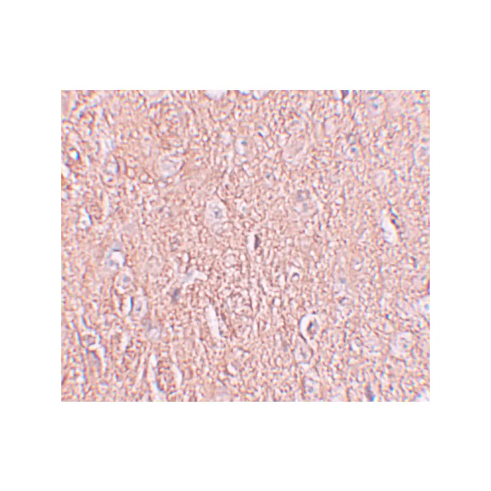 ProSci 6169_S LRRTM2 Antibody, ProSci, 0.02 mg/Unit Secondary Image
