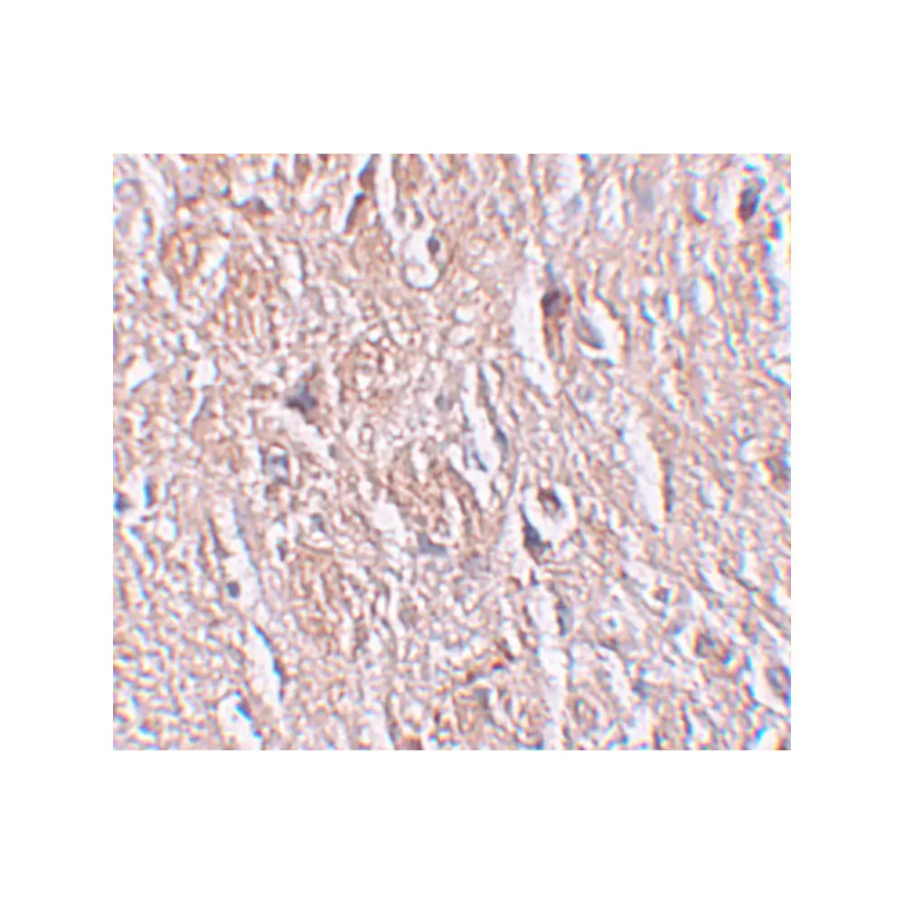 ProSci 6173_S LRRTM4 Antibody, ProSci, 0.02 mg/Unit Secondary Image