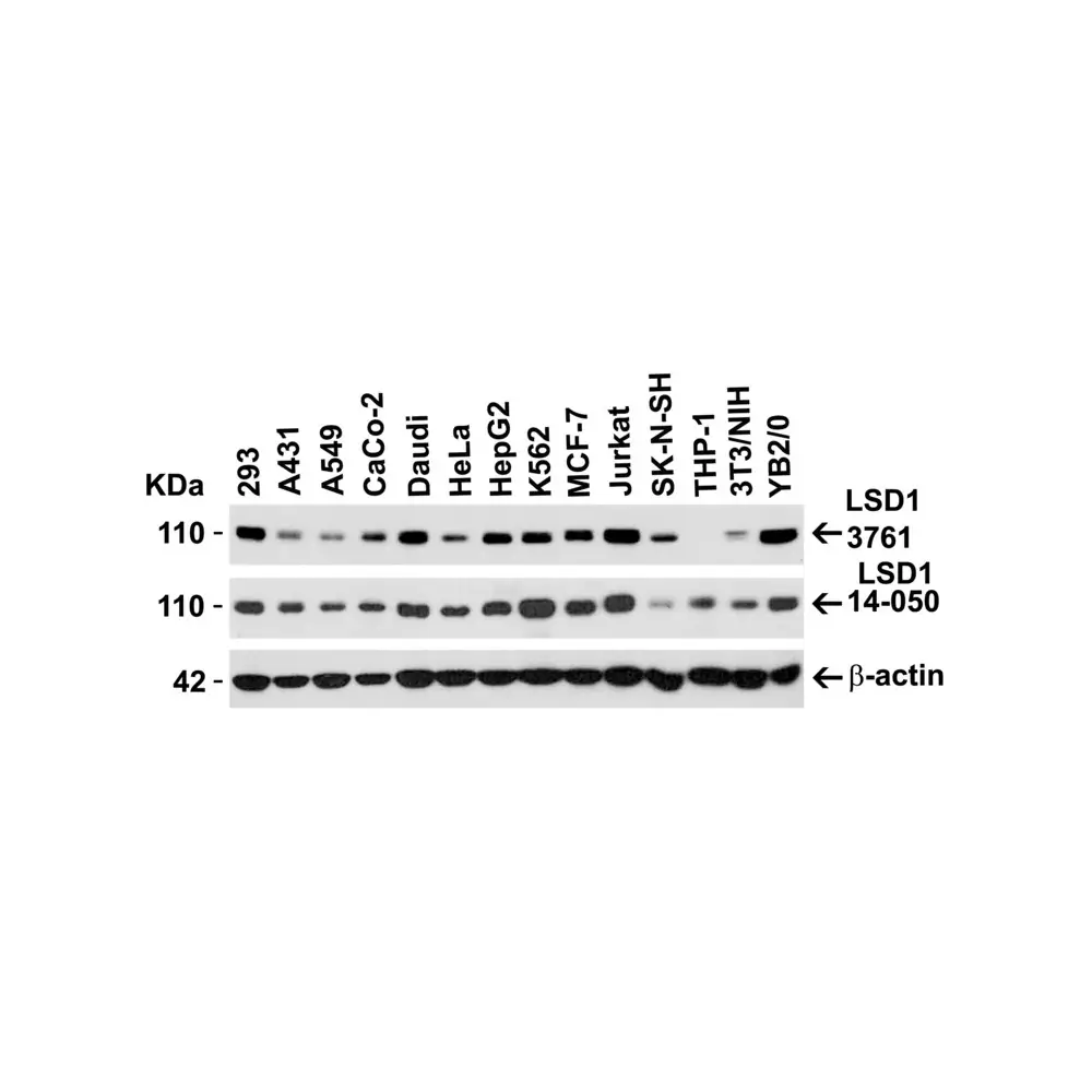 ProSci 3761 LSD1 Antibody, ProSci, 0.1 mg/Unit Secondary Image
