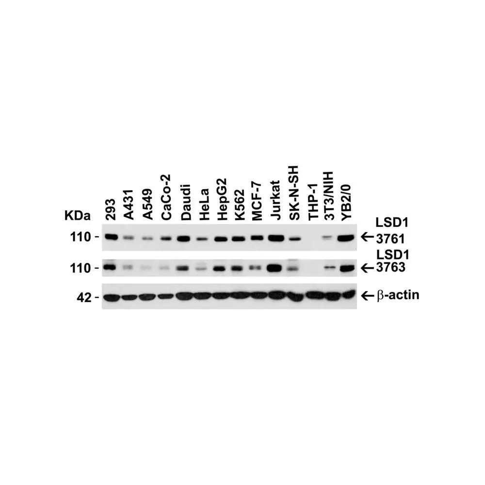 ProSci 3763_S LSD1 Antibody, ProSci, 0.02 mg/Unit Secondary Image
