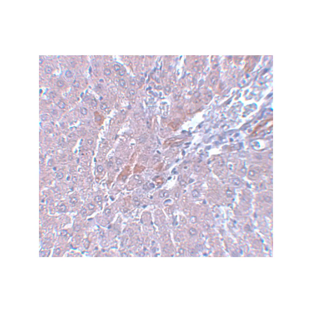 ProSci 5659 LYRM1 Antibody, ProSci, 0.1 mg/Unit Secondary Image