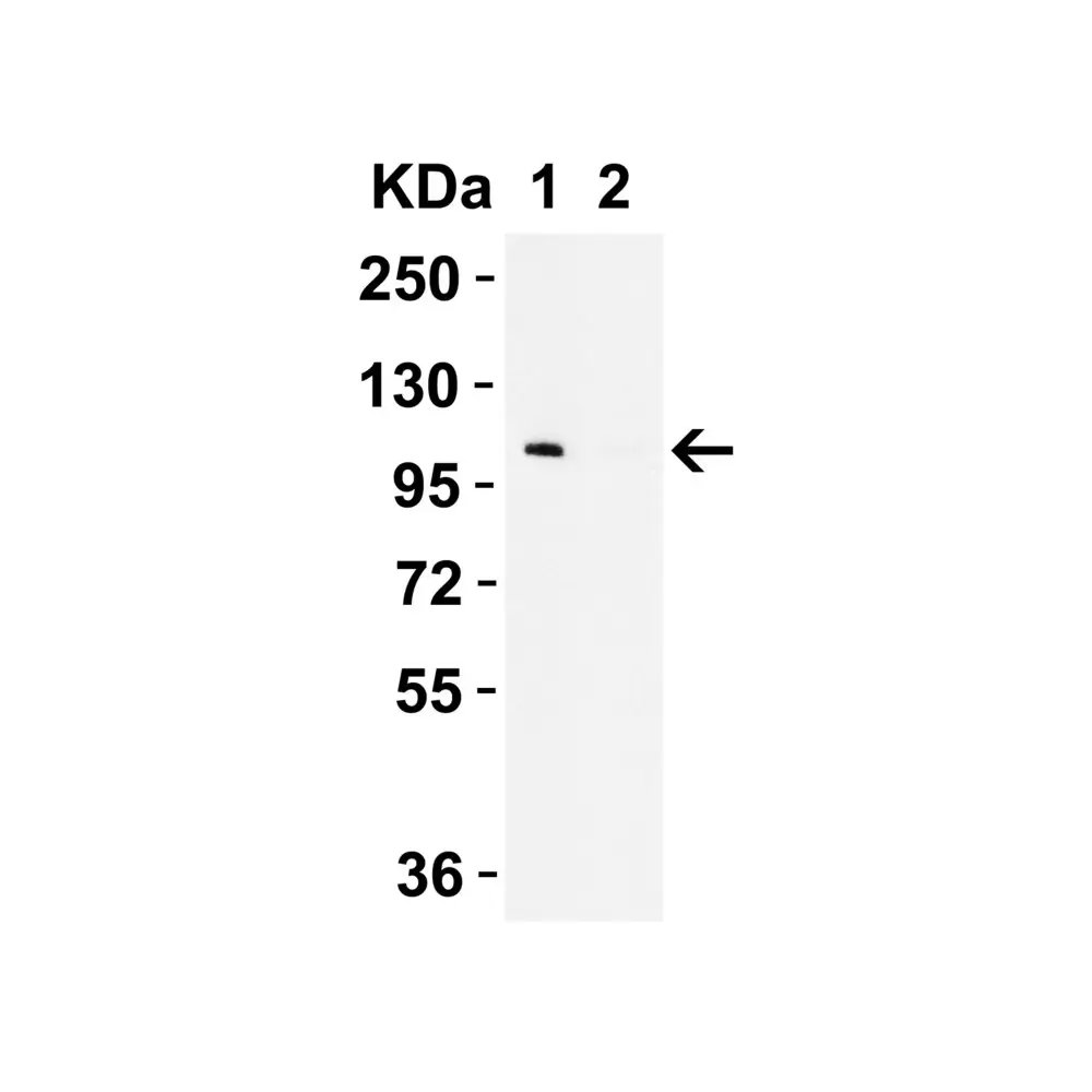 ProSci 5623_S LZTR2 Antibody, ProSci, 0.02 mg/Unit Primary Image