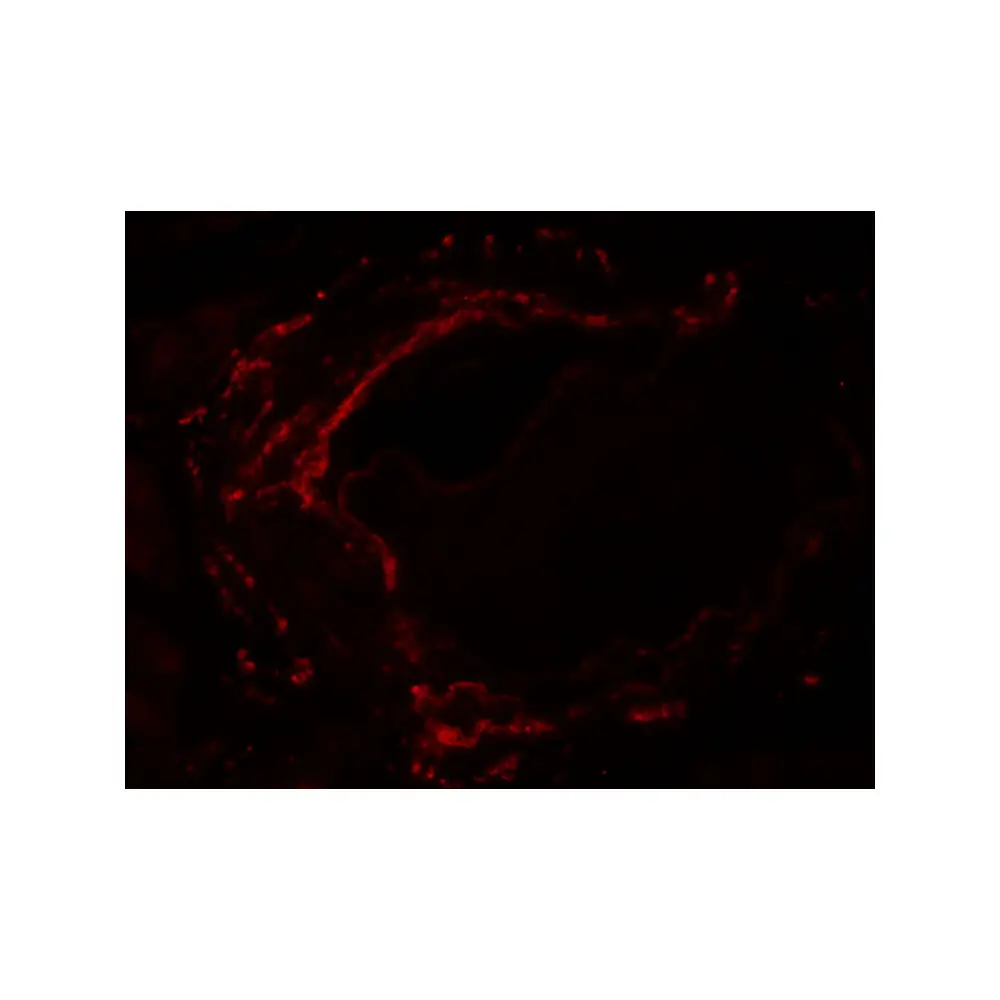 ProSci 6635 LZTS2 Antibody, ProSci, 0.1 mg/Unit Tertiary Image