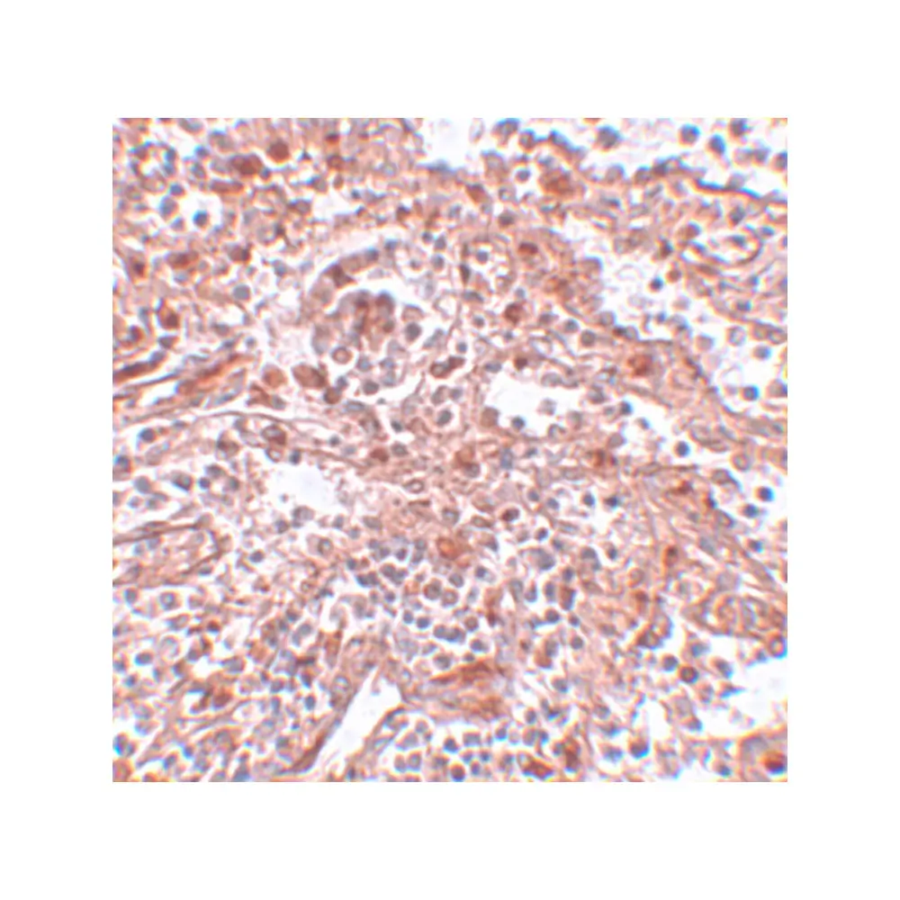 ProSci 5605 Lin28 Antibody, ProSci, 0.1 mg/Unit Secondary Image