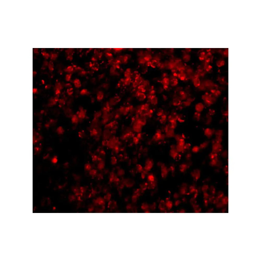 ProSci 3965 Lipe Antibody, ProSci, 0.1 mg/Unit Tertiary Image