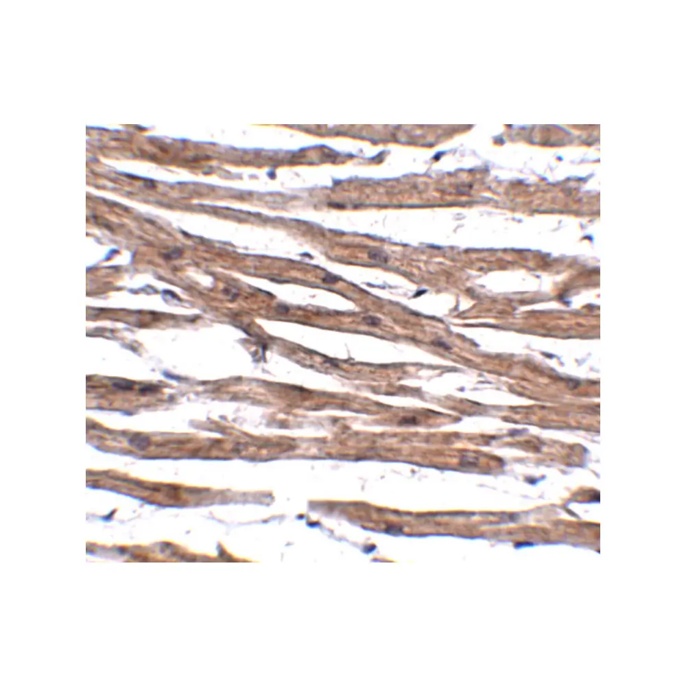 ProSci 5273_S MAK10 Antibody, ProSci, 0.02 mg/Unit Secondary Image