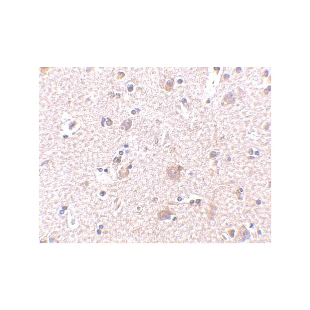 ProSci 4349 MANF Antibody, ProSci, 0.1 mg/Unit Quaternary Image