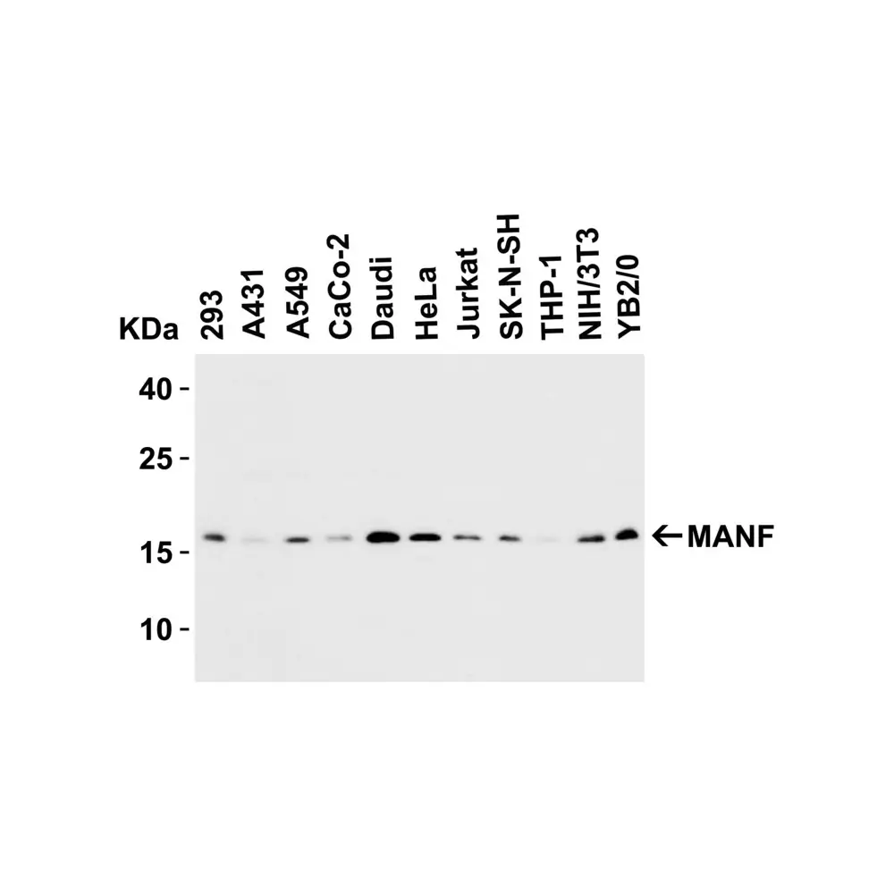 ProSci 4347_S MANF Antibody, ProSci, 0.02 mg/Unit Secondary Image