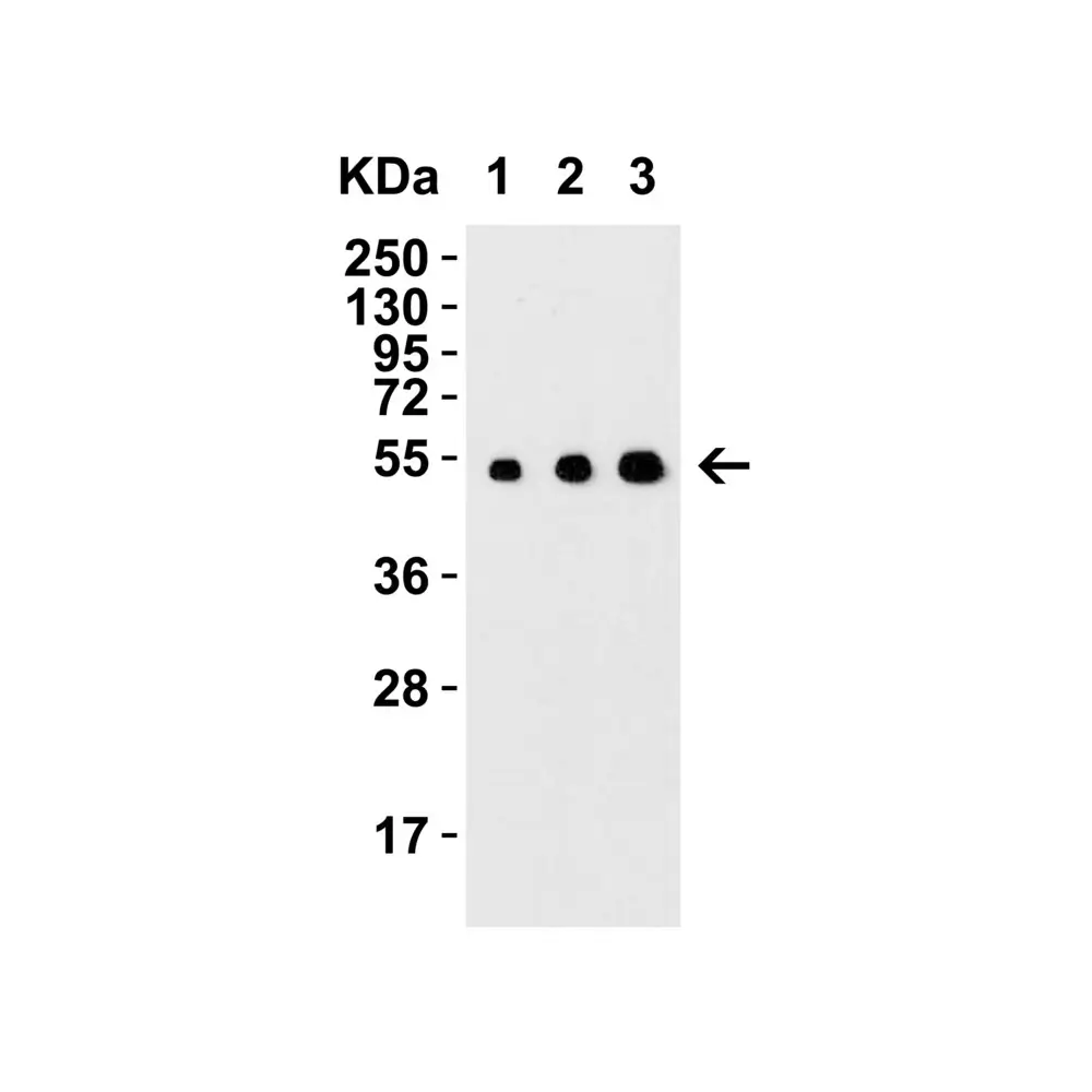 ProSci 4347_S MANF Antibody, ProSci, 0.02 mg/Unit Tertiary Image