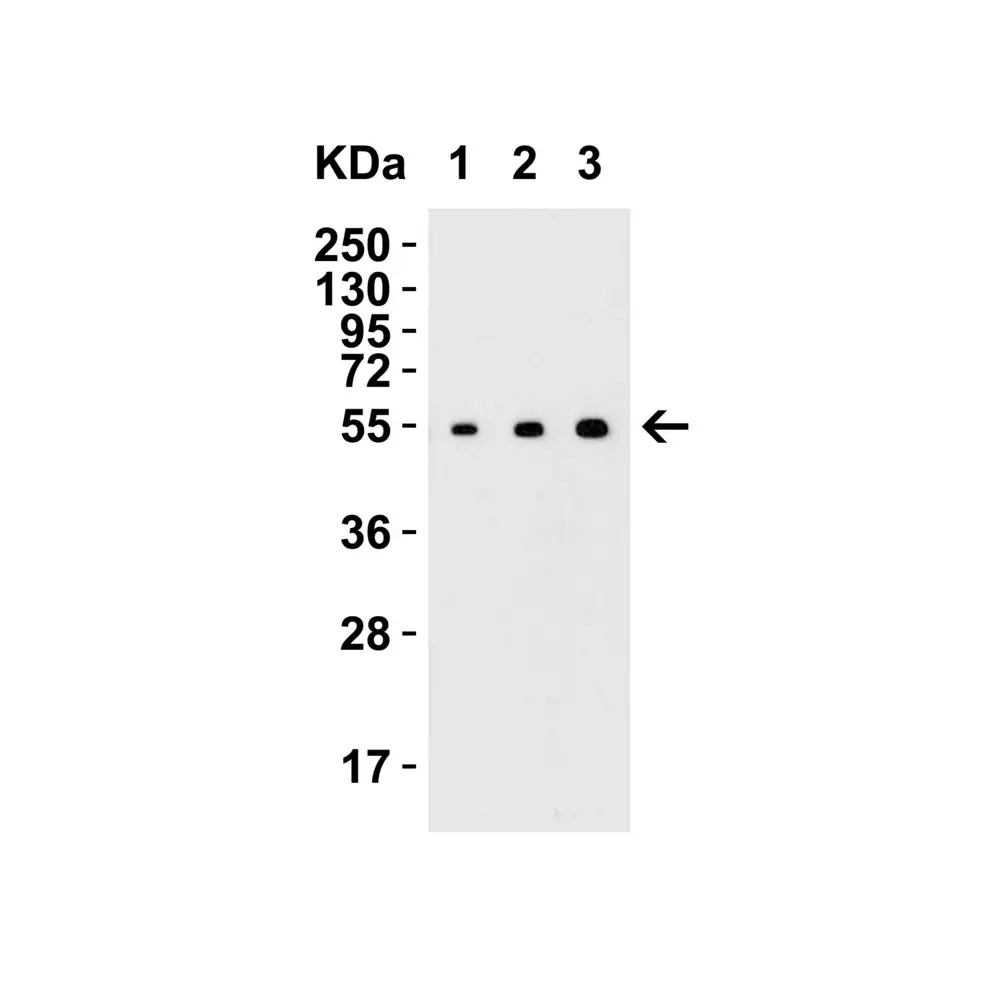 ProSci 4349 MANF Antibody, ProSci, 0.1 mg/Unit Secondary Image