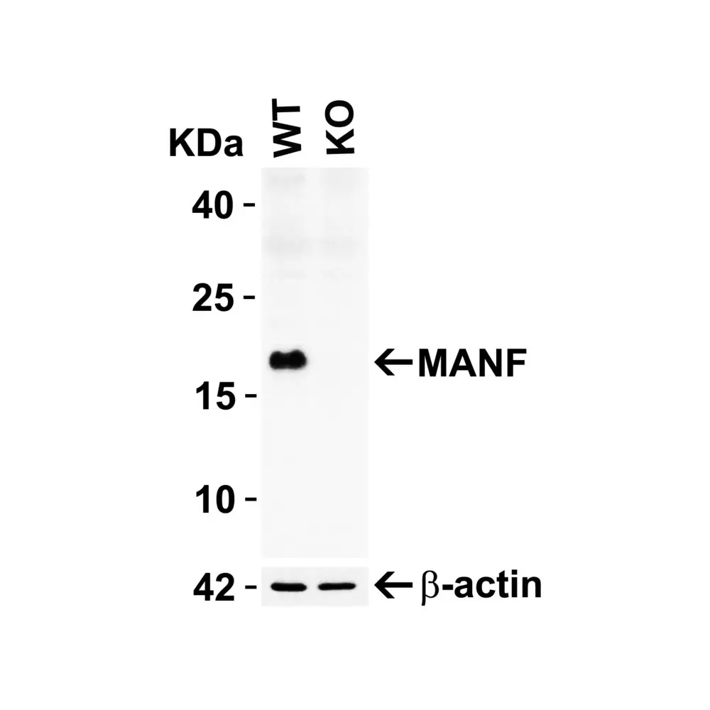 ProSci 4347 MANF Antibody, ProSci, 0.1 mg/Unit Primary Image