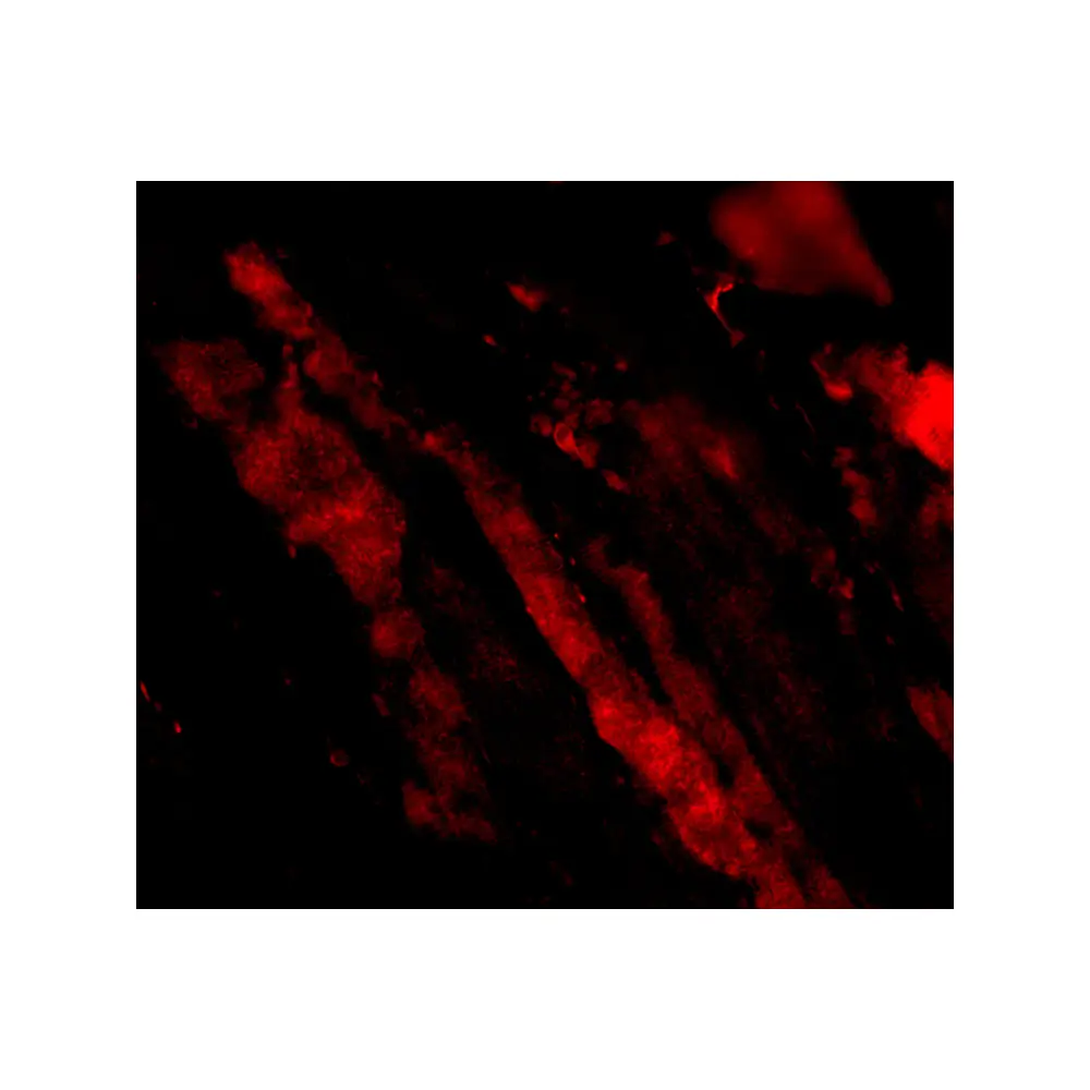 ProSci 4077_S MAPKAP1 Antibody, ProSci, 0.02 mg/Unit Tertiary Image