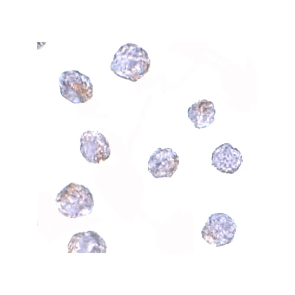 ProSci 4885_S MARCH8 Antibody, ProSci, 0.02 mg/Unit Secondary Image